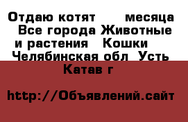 Отдаю котят. 1,5 месяца - Все города Животные и растения » Кошки   . Челябинская обл.,Усть-Катав г.